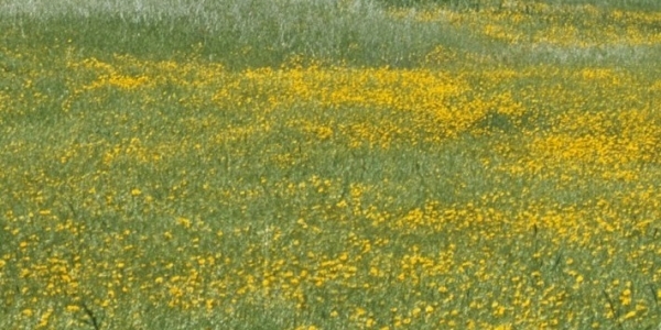 I pericoli della primavera: pulci e zecche.