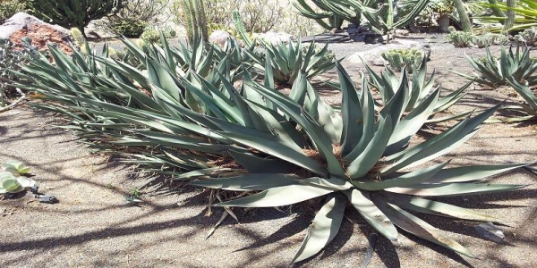 L’Aloe, la regina delle piante grasse