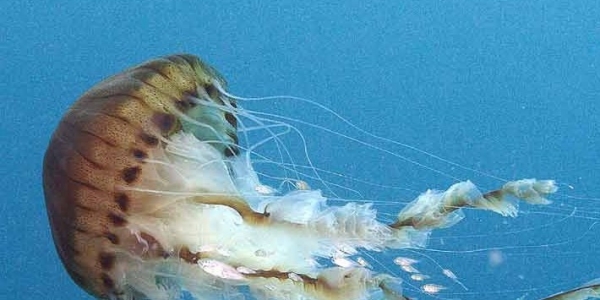 Le meduse, delle forme marine affascinanti e al contempo insidiose.