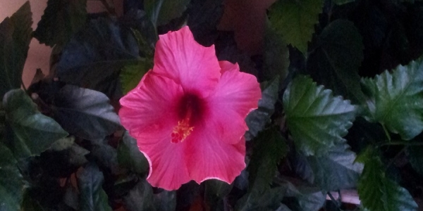 Hibiscus, una pianta con splendidi fiori dalle proprietà inaspettate.