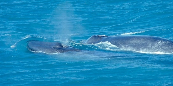 La balena, il gigante del mare.