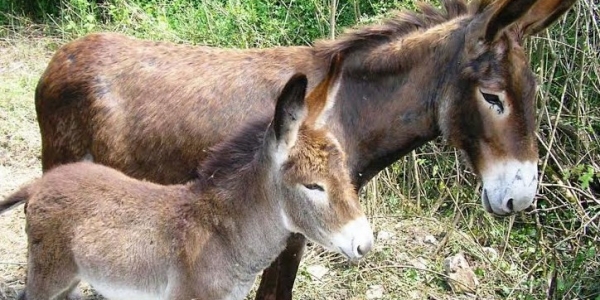 L’asinello, un animale intelligente e generoso.