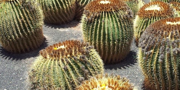 I Cactus, piante pungenti ma molto amate.