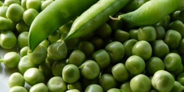 Il Pisello, un antico legume utile alla scienza