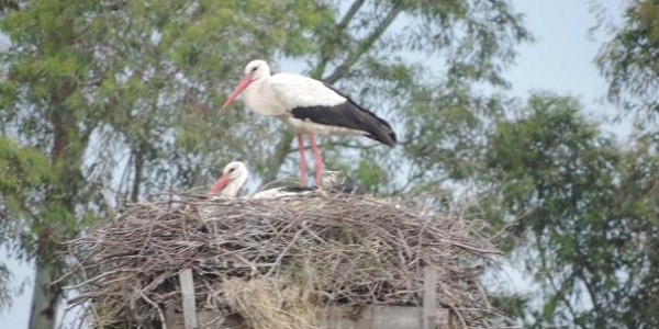 L’Oasi Lago Salso, una palude da proteggere