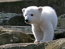 Knut, l\'orsetto polare con una vita da star