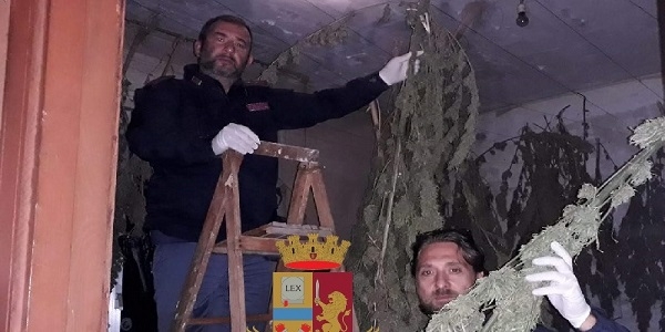 Napoli: sequestrate dalla polizia 50 piante di marjuana