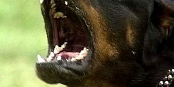 Donna aggredita da due rottweiler