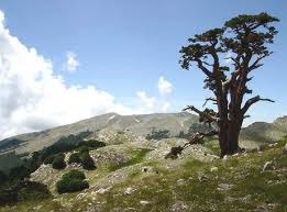 Incendio al Parco Nazionale del Pollino