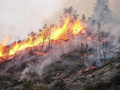 Incendio a Marina di Grosseto: 1100 evacuati