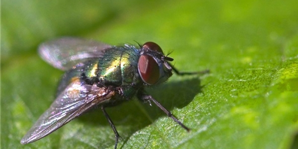 Alla scoperta della mosca, insetto terribile