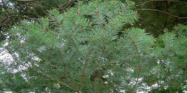 L’albero del Natale: l’Abete bianco.