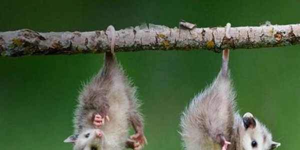 L’Opossum, uno strano animaletto che fa il morto per sopravvivere