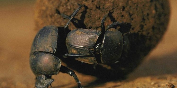 Gli Scarabei, insetti magici