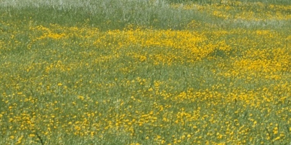 Benvenuta Primavera! Sole e prati fioriti nella nuova stagione