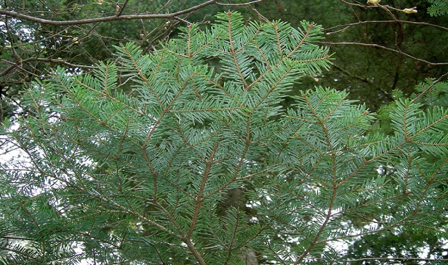 L’albero del Natale: l’Abete bianco.