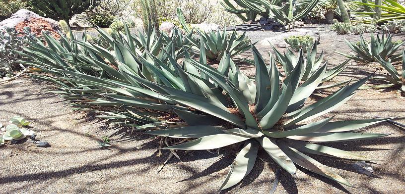 L’Aloe, la regina delle piante grasse