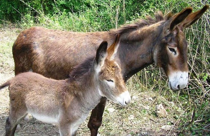 L’asinello, un animale intelligente e generoso.