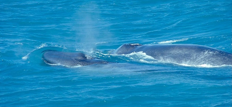 La balena, il gigante del mare.