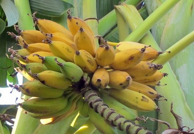 La Banana: il frutto di tutte le stagioni.