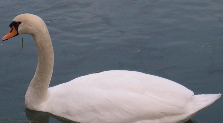 Il cigno, una meravigliosa fusione tra fierezza e romanticismo