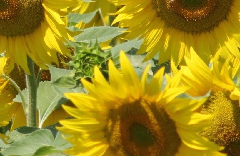 Un’estate di mille colori con fiori e piante