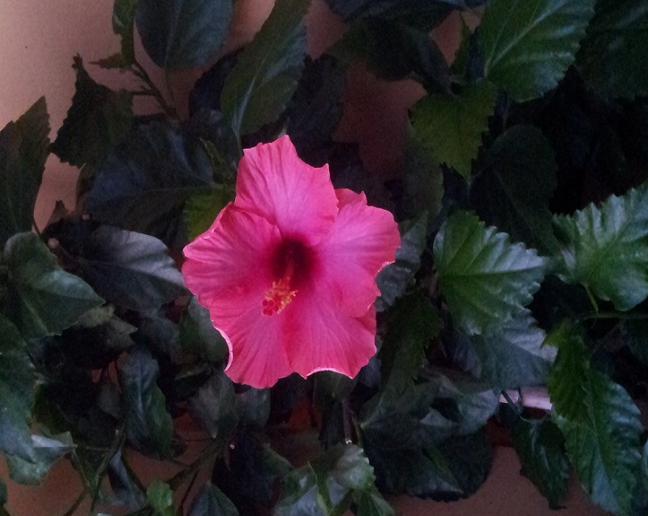 Hibiscus, una pianta con splendidi fiori dalle proprietà inaspettate.