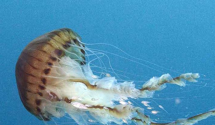 Le meduse, delle forme marine affascinanti e al contempo insidiose.