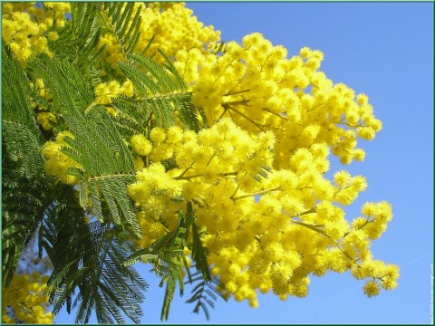 8 Marzo...una festa per TUTTE le donne..