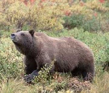 Orso ucciso da auto