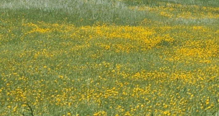 Benvenuta Primavera! Sole e prati fioriti nella nuova stagione