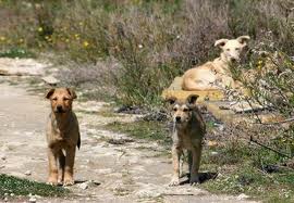 Livorno: uomo sbranato da cani randagi