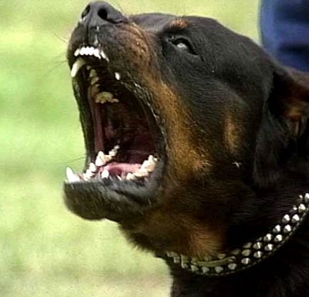 Donna aggredita da due rottweiler