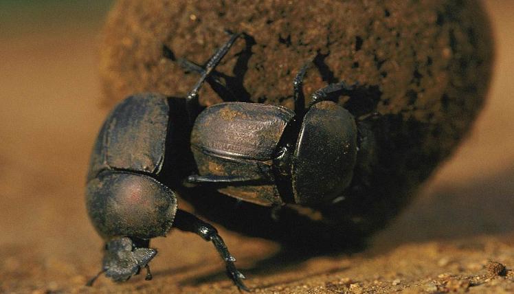 Gli Scarabei, insetti magici