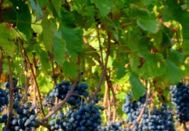 Settembre: il mese dell’uva e del vino, un’antica e straordinaria bevanda…